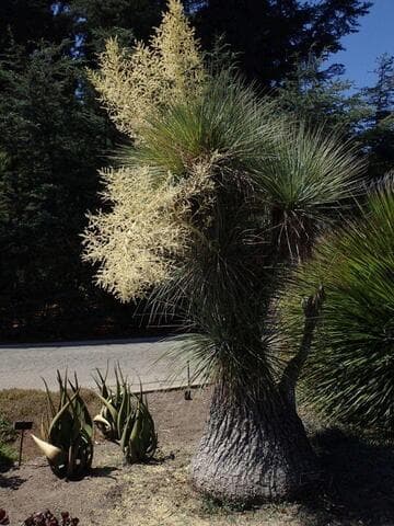 Beaucarnea gracilis