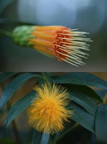 Stifftia chrysantha