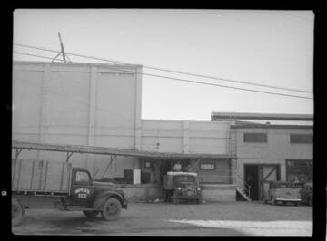 Imperial Ice Plant