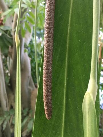 Anthurium pendens