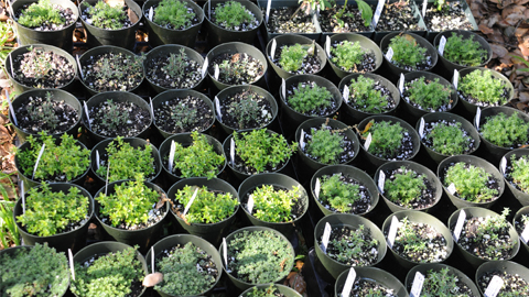 New herbs New herbs
