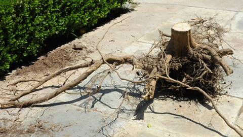 Tree root Tree root
